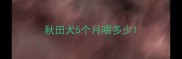 秋田犬5个月喂多少