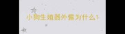 小狗生殖器外露为什么