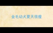 金毛幼犬夏天很瘦