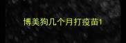 博美狗几个月打疫苗