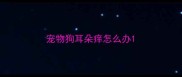 宠物狗耳朵痒怎么办