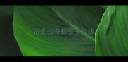 好的拉布拉多多少钱