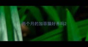 两个月的加菲猫好养吗
