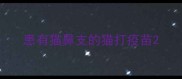 患有猫鼻支的猫打疫苗