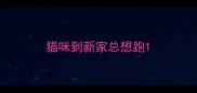 猫咪到新家总想跑