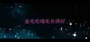 金毛吃啥毛长得好