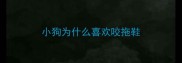 小狗为什么喜欢咬拖鞋