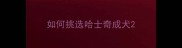 如何挑选哈士奇成犬