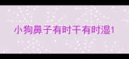 小狗鼻子有时干有时湿