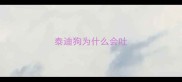 泰迪狗为什么会吐