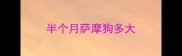 半个月萨摩狗多大