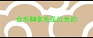 金毛脚掌毛是红色的