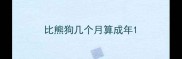 比熊狗几个月算成年