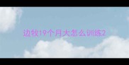 边牧19个月大怎么训练