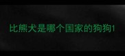 比熊犬是哪个国家的狗狗