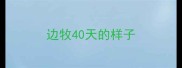 边牧40天的样子