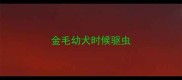 金毛幼犬时候驱虫