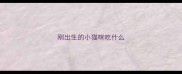 刚出生的小猫咪吃什么