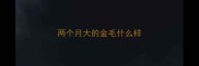 两个月大的金毛什么样