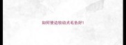 如何使边牧幼犬毛色好