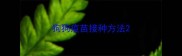 狗狗疫苗接种方法