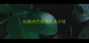 比熊犬打疫苗共多少钱
