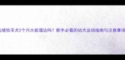 边境牧羊犬2个月大能溜达吗新手必看的幼犬运动指南与注意事项