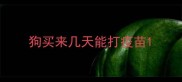 狗买来几天能打疫苗