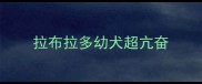 拉布拉多幼犬超亢奋