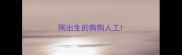 刚出生的狗狗人工