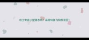 哈士奇有小型体态吗品种特征与饲养误区
