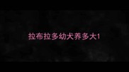 拉布拉多幼犬养多大