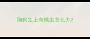 狗狗生上有螨虫怎么办