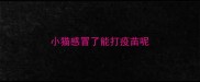 小猫感冒了能打疫苗呢