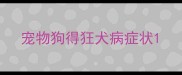 宠物狗得狂犬病症状