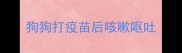 狗狗打疫苗后咳嗽呕吐