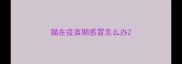 猫在疫苗期感冒怎么办