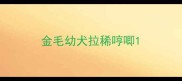 金毛幼犬拉稀哼唧