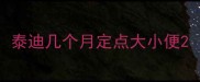 泰迪几个月定点大小便