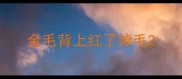 金毛背上红了掉毛