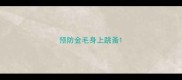 预防金毛身上跳蚤