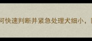 幼犬细小病毒症状鉴别指南如何快速判断并紧急处理犬细小附护理误区与预防措施附图