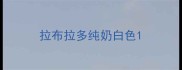 拉布拉多纯奶白色