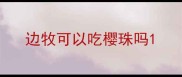 边牧可以吃樱珠吗
