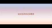 幼犬拉布拉多喂养