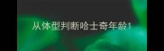 从体型判断哈士奇年龄