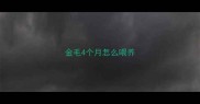 金毛4个月怎么喂养