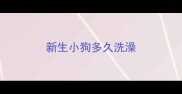 新生小狗多久洗澡