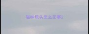 猫咪甩头怎么回事