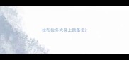 拉布拉多犬身上跳蚤多